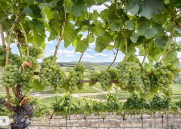 ТОП 7 Лучших БЕЛЫХ ВИН ГРУЗИИ