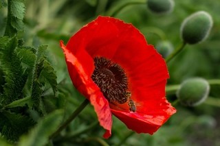 В Мостовском районе полицейские пресекли незаконное культивирование мака